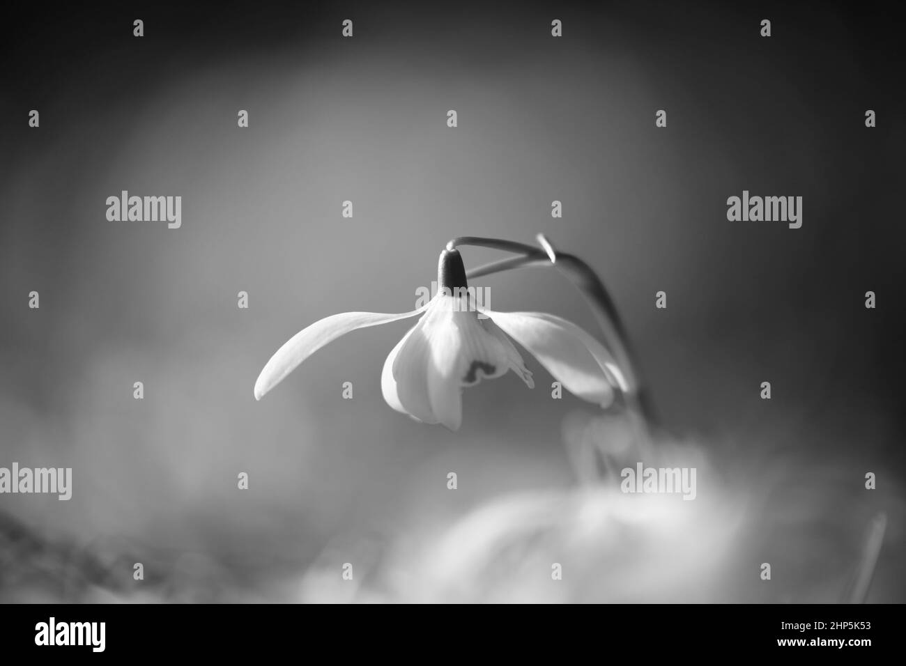 Snowdrop Flowers Stock Photo Alamy