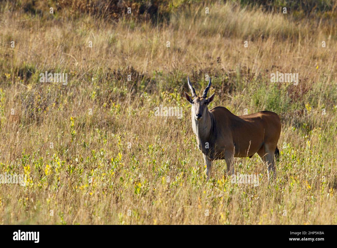 Eland Bull, South Africa Stock Photo - Alamy