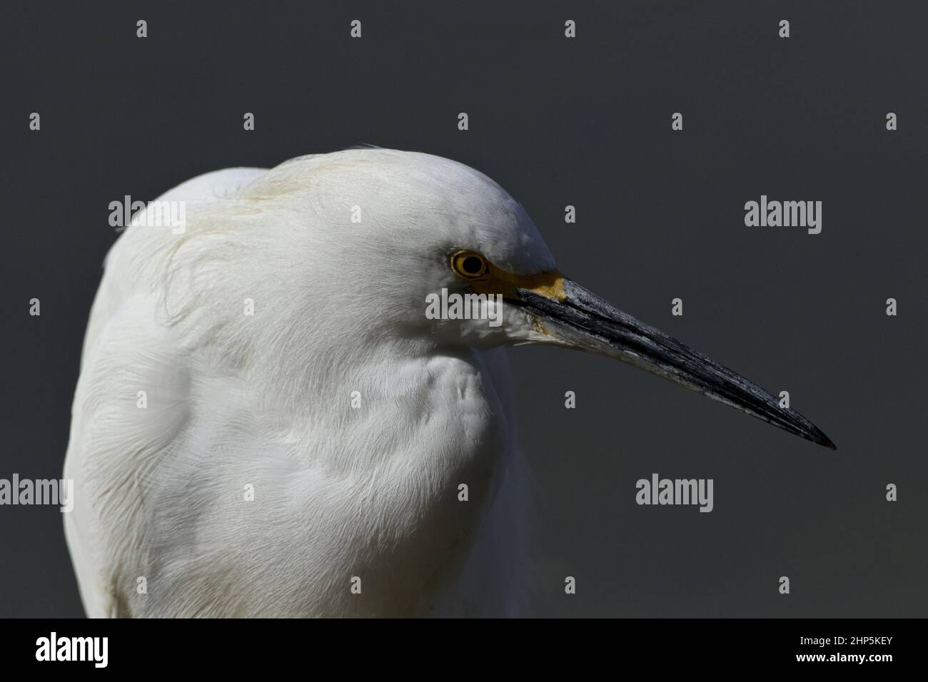 Natural tranquility in close up Snowy Egret portrait against charcoal gray background with subtle shadowing Stock Photo