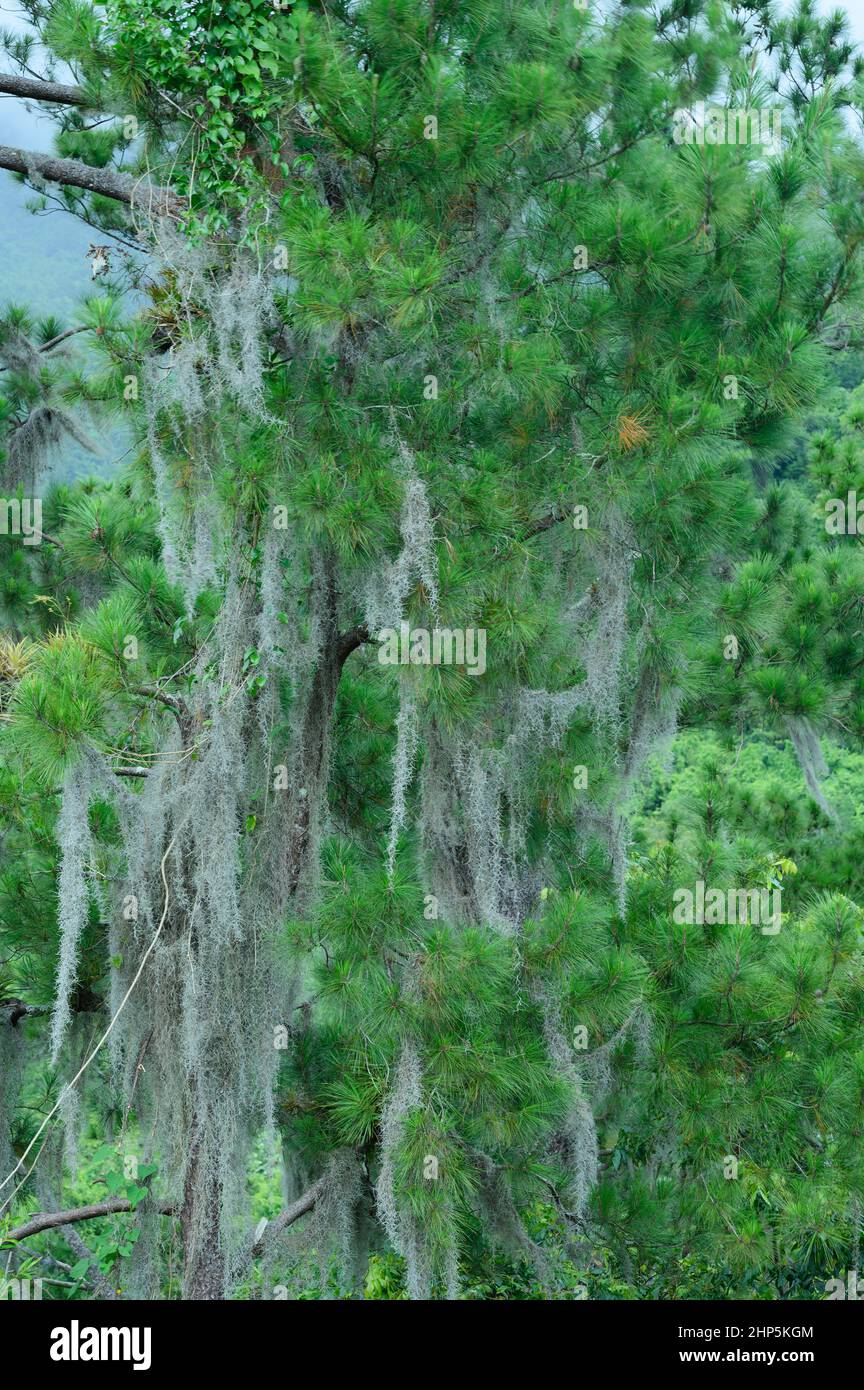 Photo shows a rainforest with various types of trees. The image shows the jungle growing in the