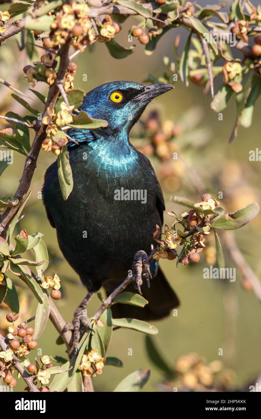 Cape Glossy Starling, South Africa Stock Photo
