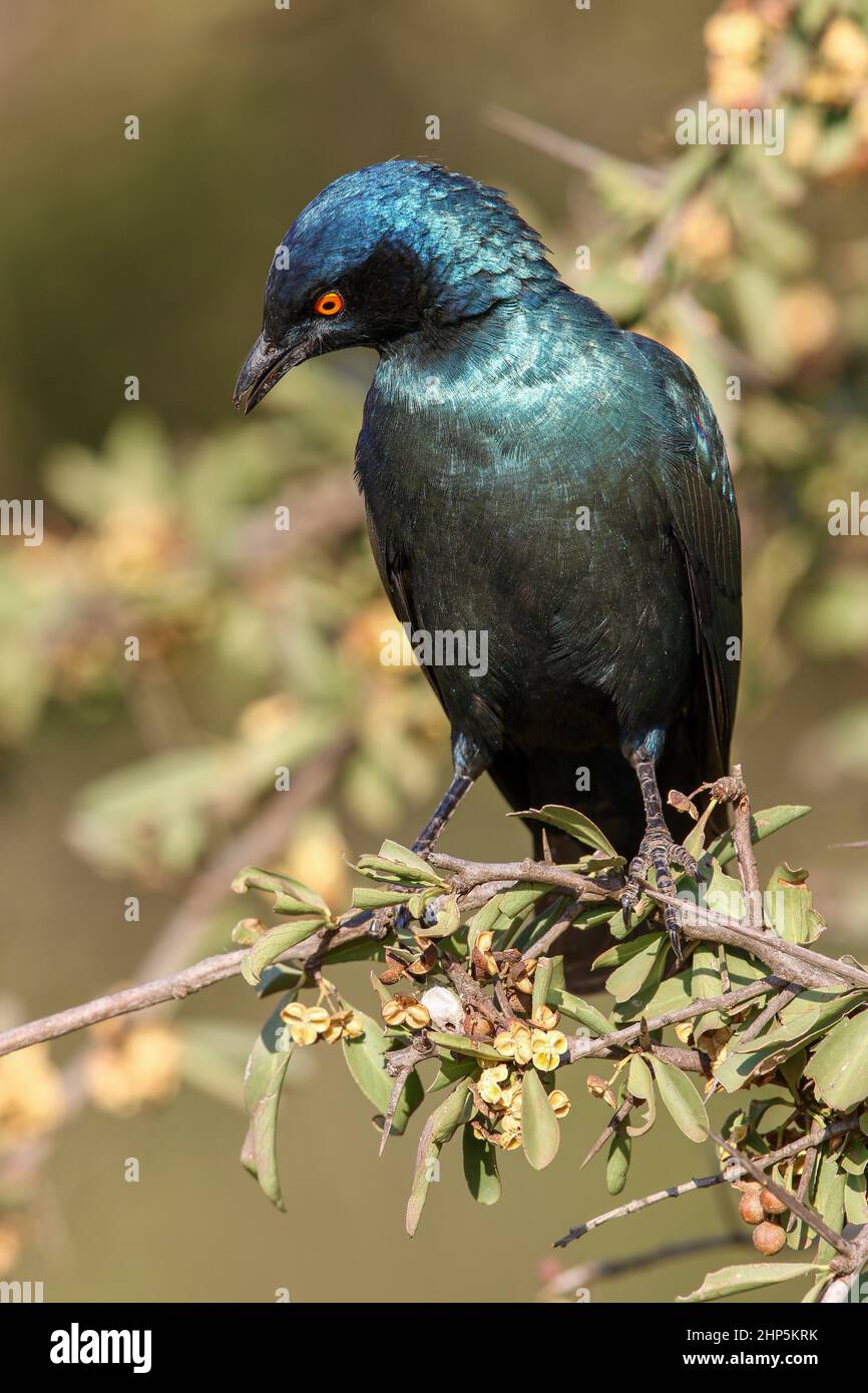 Cape Glossy Starling, South Africa Stock Photo