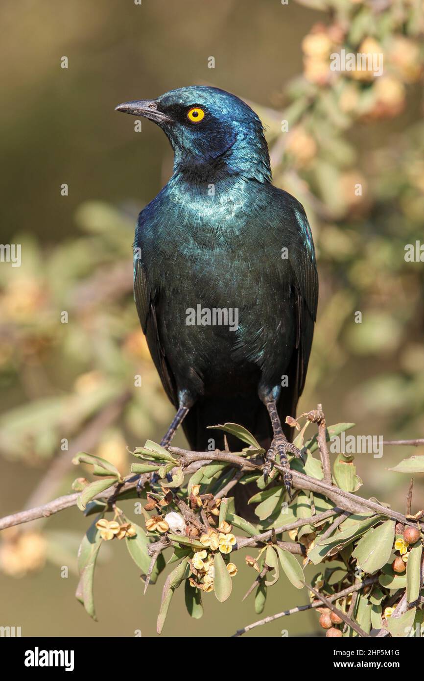 Cape Glossy Starling, South Africa Stock Photo