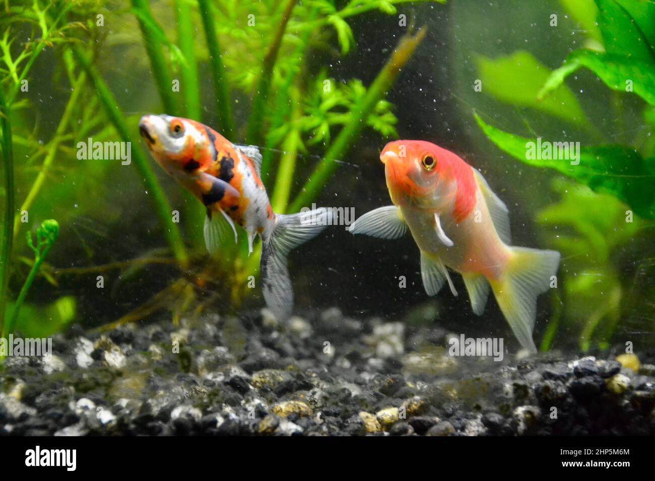 Pair of colourful swimming goldfish in aquarium next to gravel and