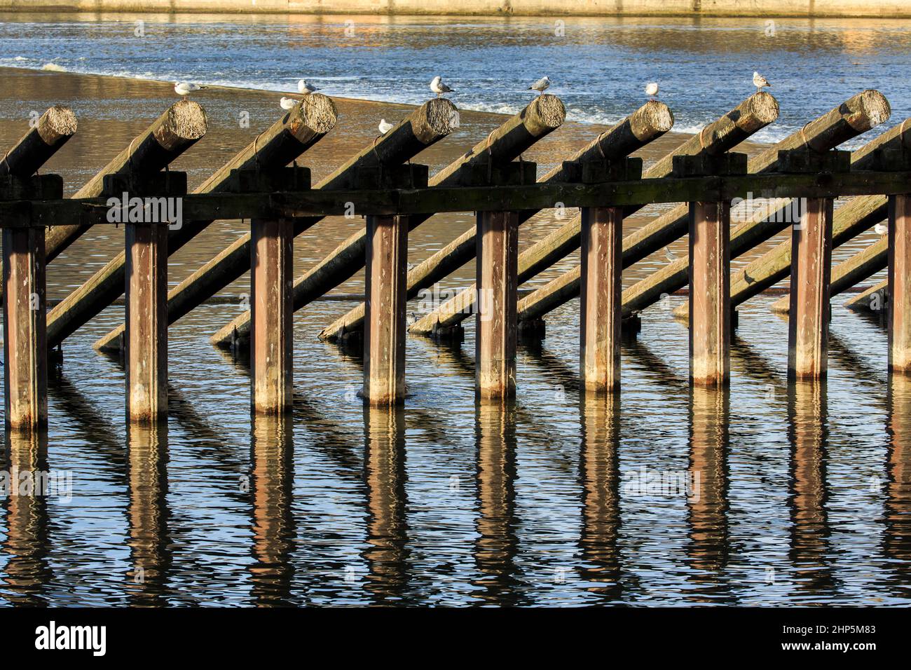 Seagulls sit on top of the wooden breakwater on the Smetana Embankment of the River Vltava, Prague, Czech republic Stock Photo
