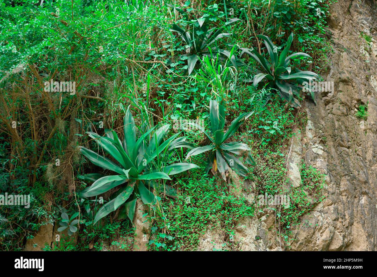 Photo shows tropical plants, many of them are epiphytes. Flowers grow