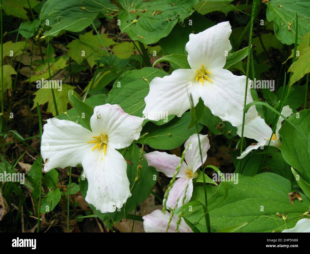 Group of Ontario white trillium flowers blooming during Spring Stock Photo