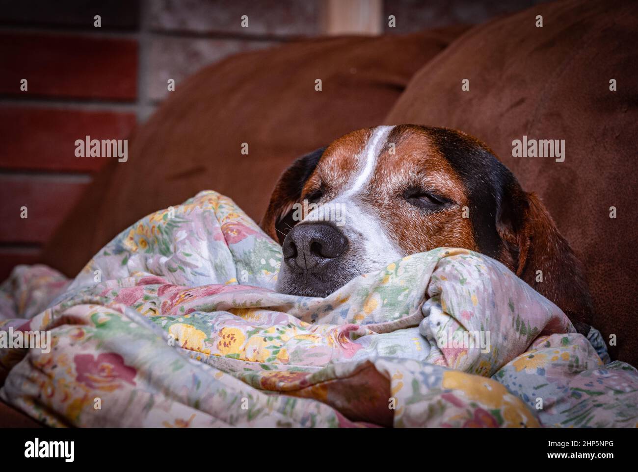 Cute sleepy dog in a bed Stock Photo - Alamy