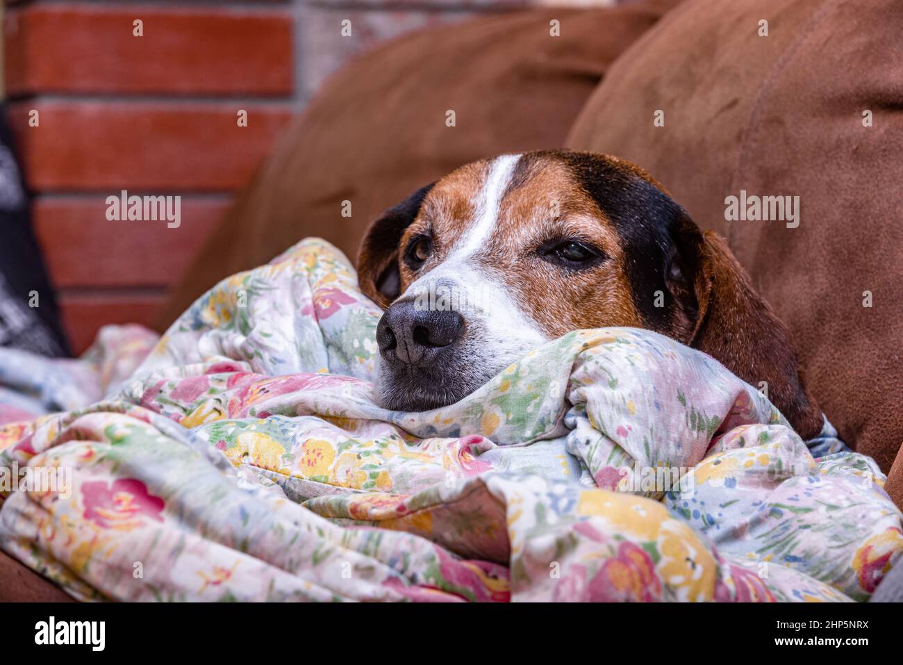 Cute sleepy dog in a bed Stock Photo - Alamy