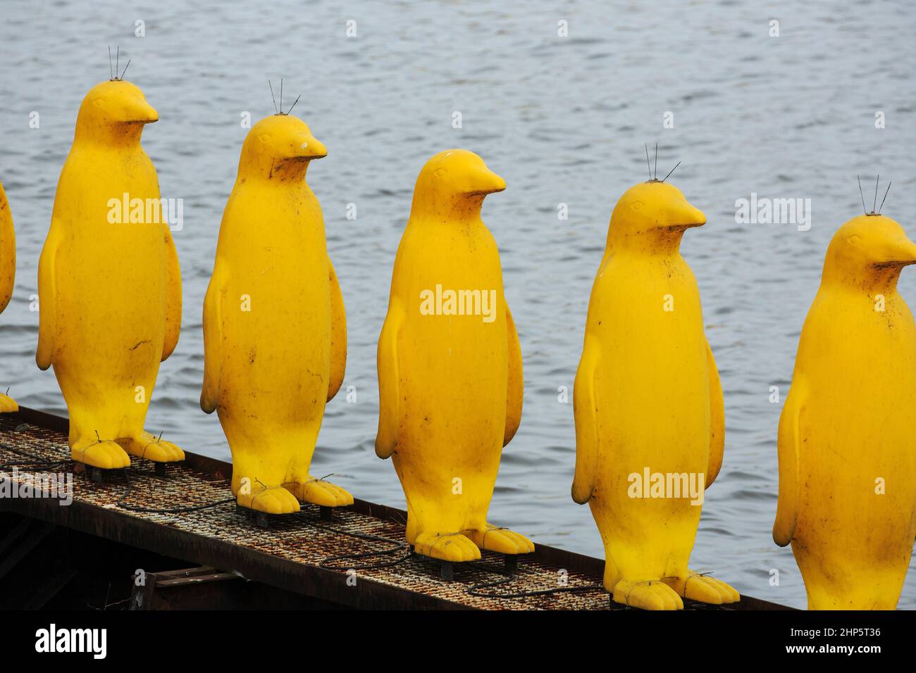 Close up of Yellow Plastic Penguins Sculptures by the River Vltava, Prague, Czech republic Stock Photo