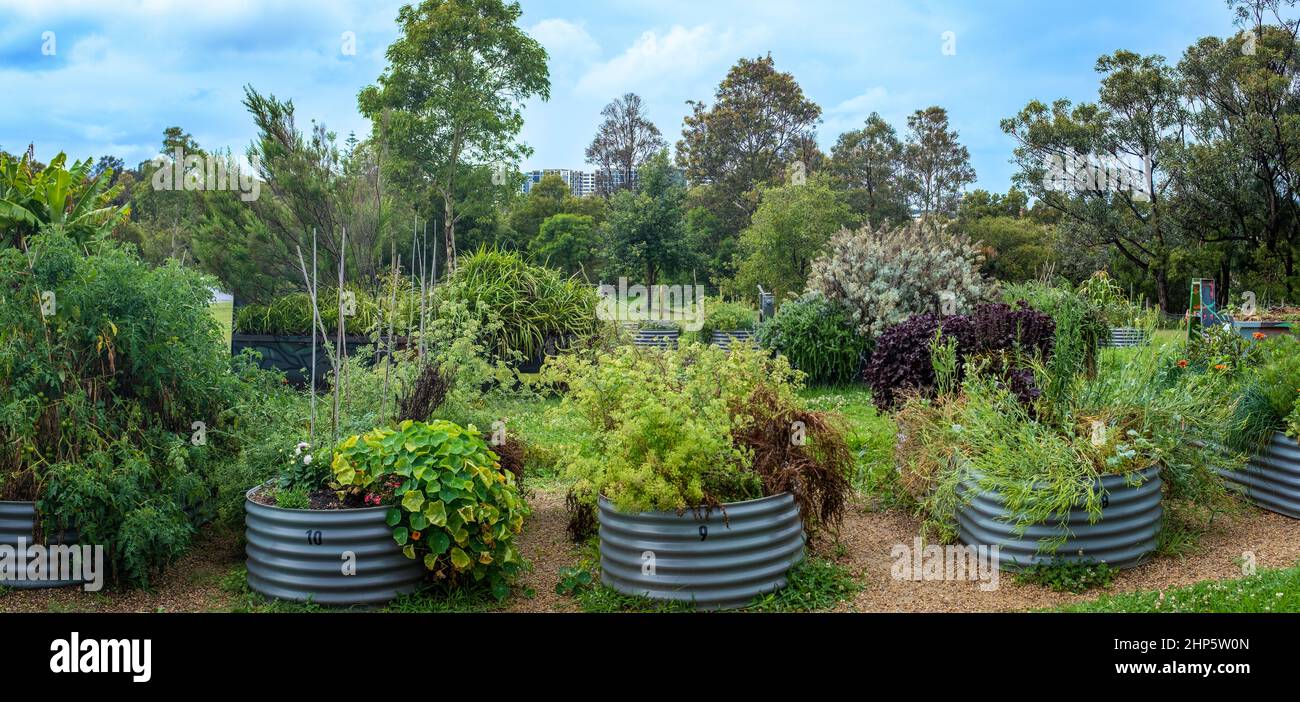 Australian urban community garden, raised beds growing vegetables and herbs for sustainable city living and wellbeing Stock Photo