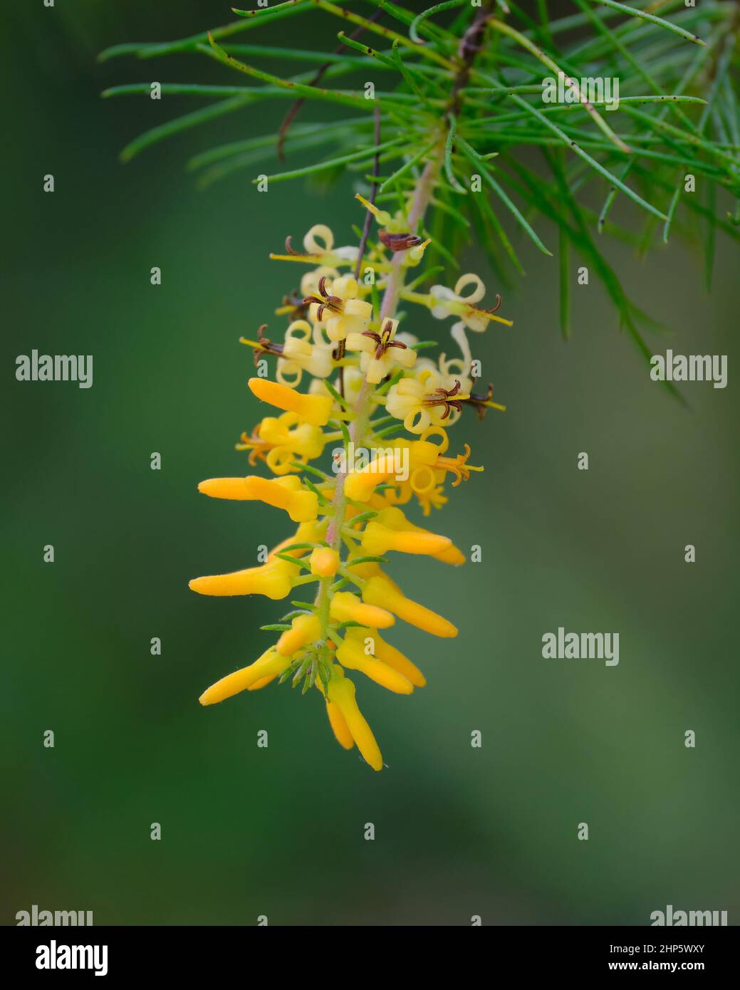 Pine-leaved Geebung Stock Photo