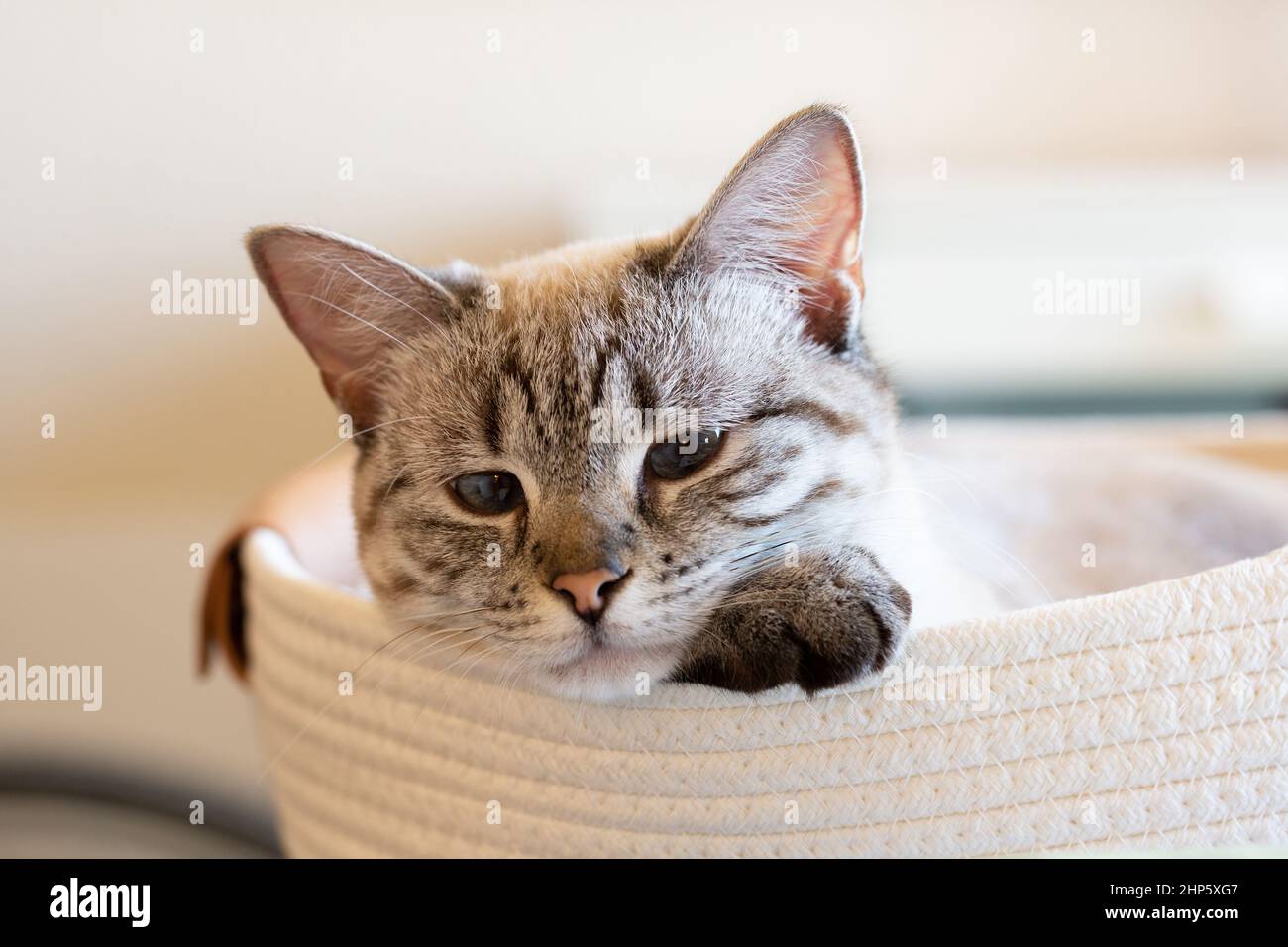 Tabby point siamese kitty laying on its paw in a basket. Closeup of pensive white and gray cat looking toward side with blurry background. Stock Photo