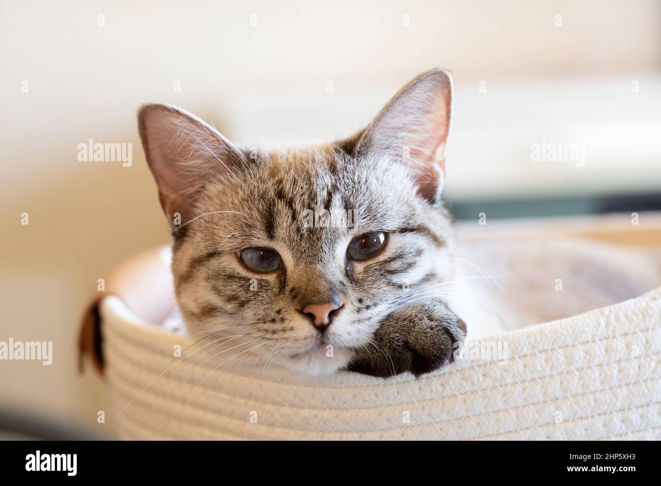 Adorable lynx colorpoint meezer with beautiful blue eyes relaxing in a basket at home looking at camera. Close-up of tabby point siamese laying on its Stock Photo