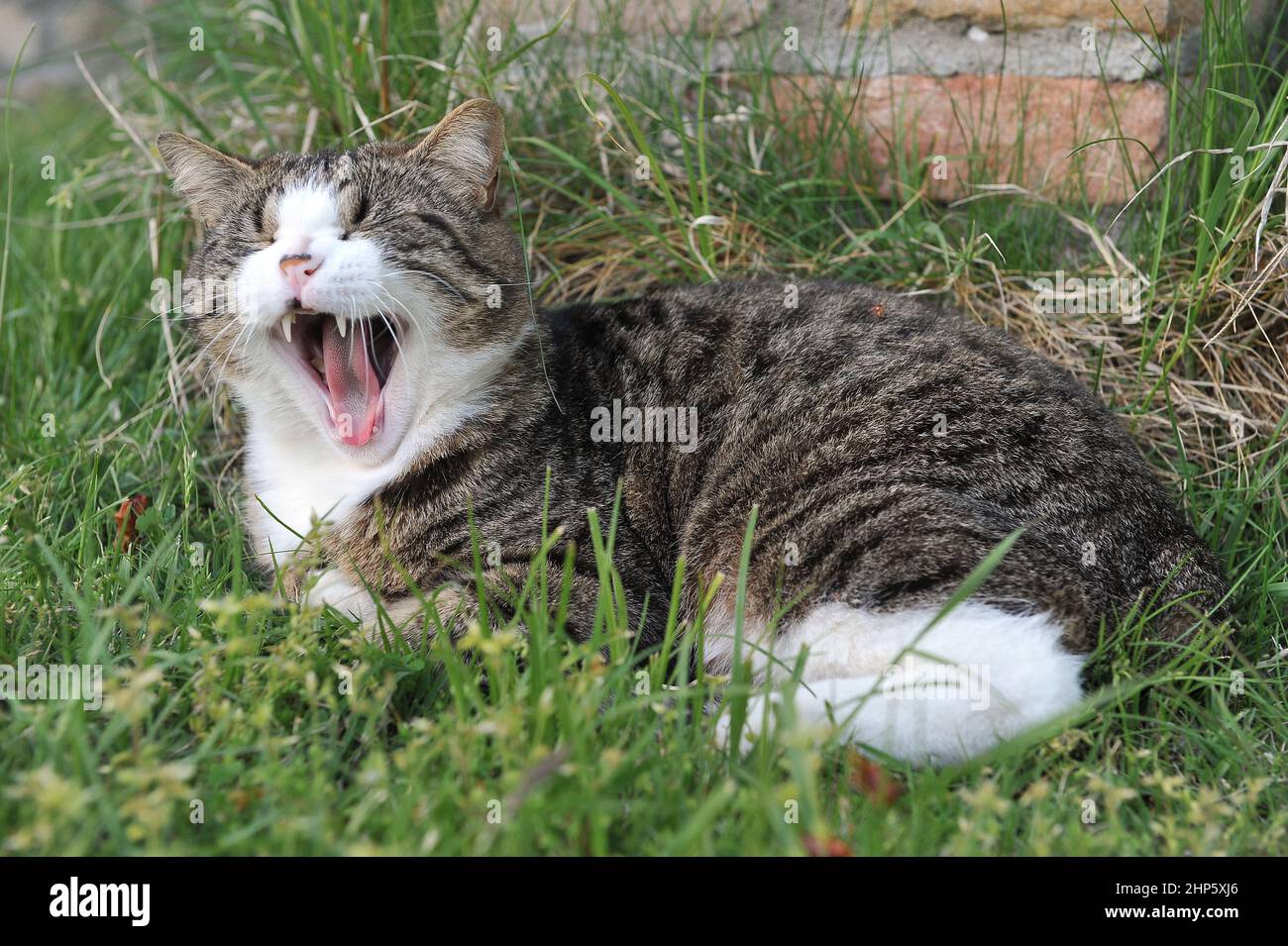 Cats my best friends Stock Photo Alamy