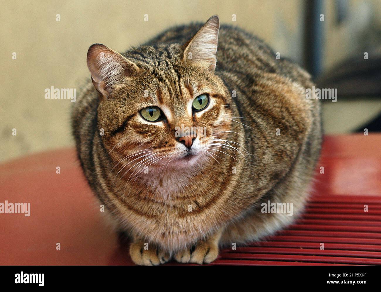 Cats my best friends Stock Photo Alamy