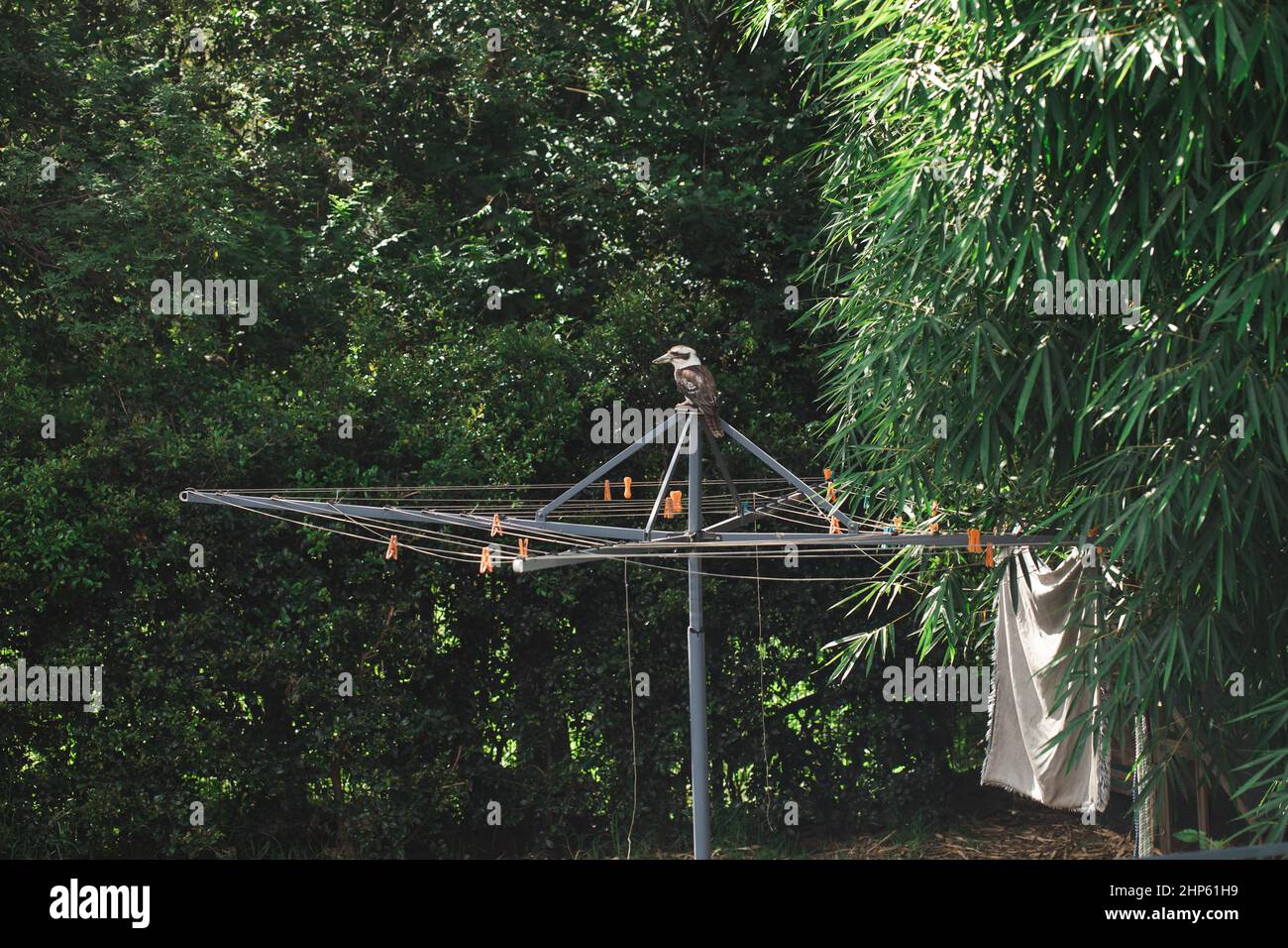 Kookaburra sitting on clothes line in Australian backyard Stock Photo