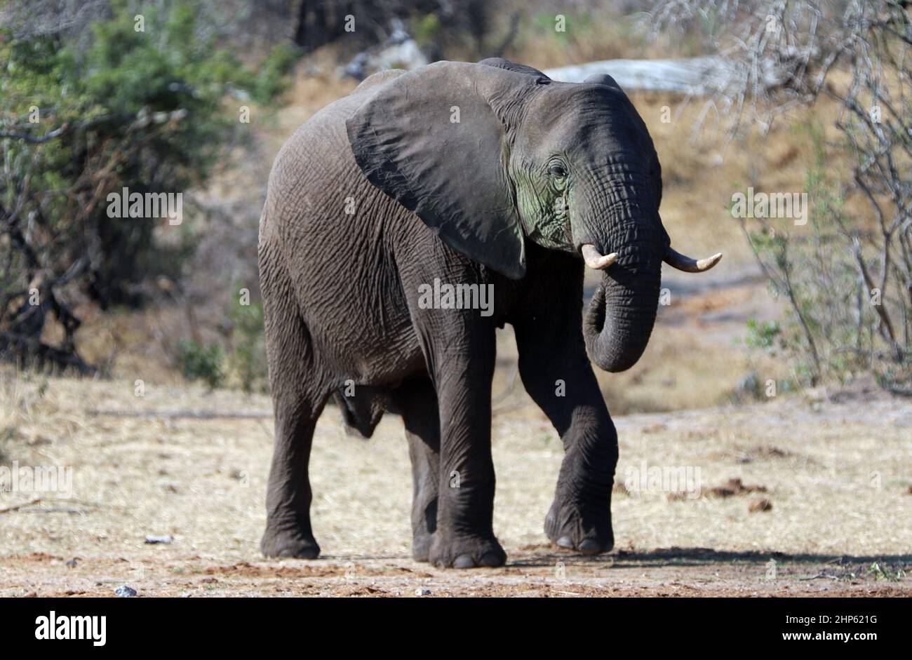 Young Male African Elephant Bull in Kruger National Park in South Africa RSA Stock Photo