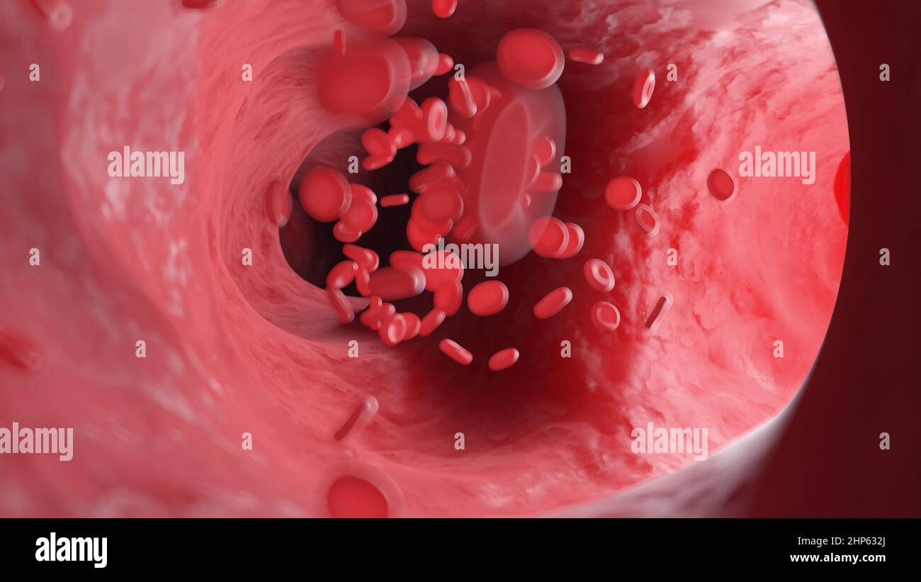 Red blood cells flowing through an artery, illustration Stock Photo - Alamy