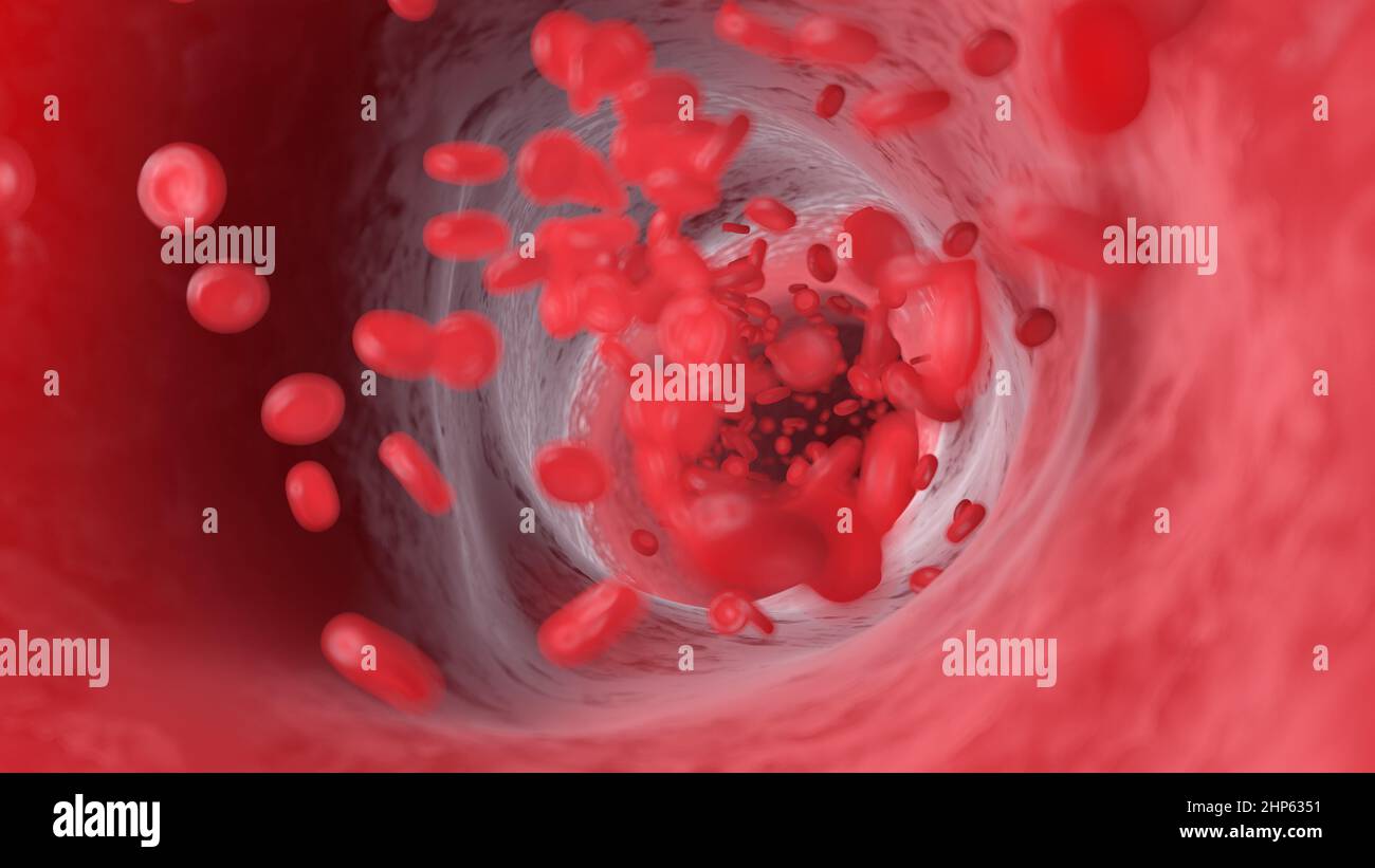 Red blood cells flowing through an artery, illustration Stock Photo - Alamy