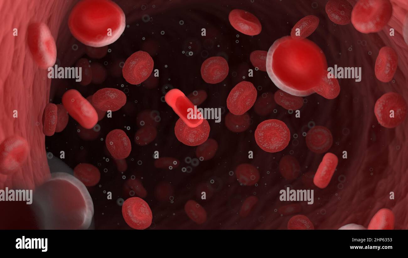 Red blood cells in a human artery, illustration Stock Photo - Alamy