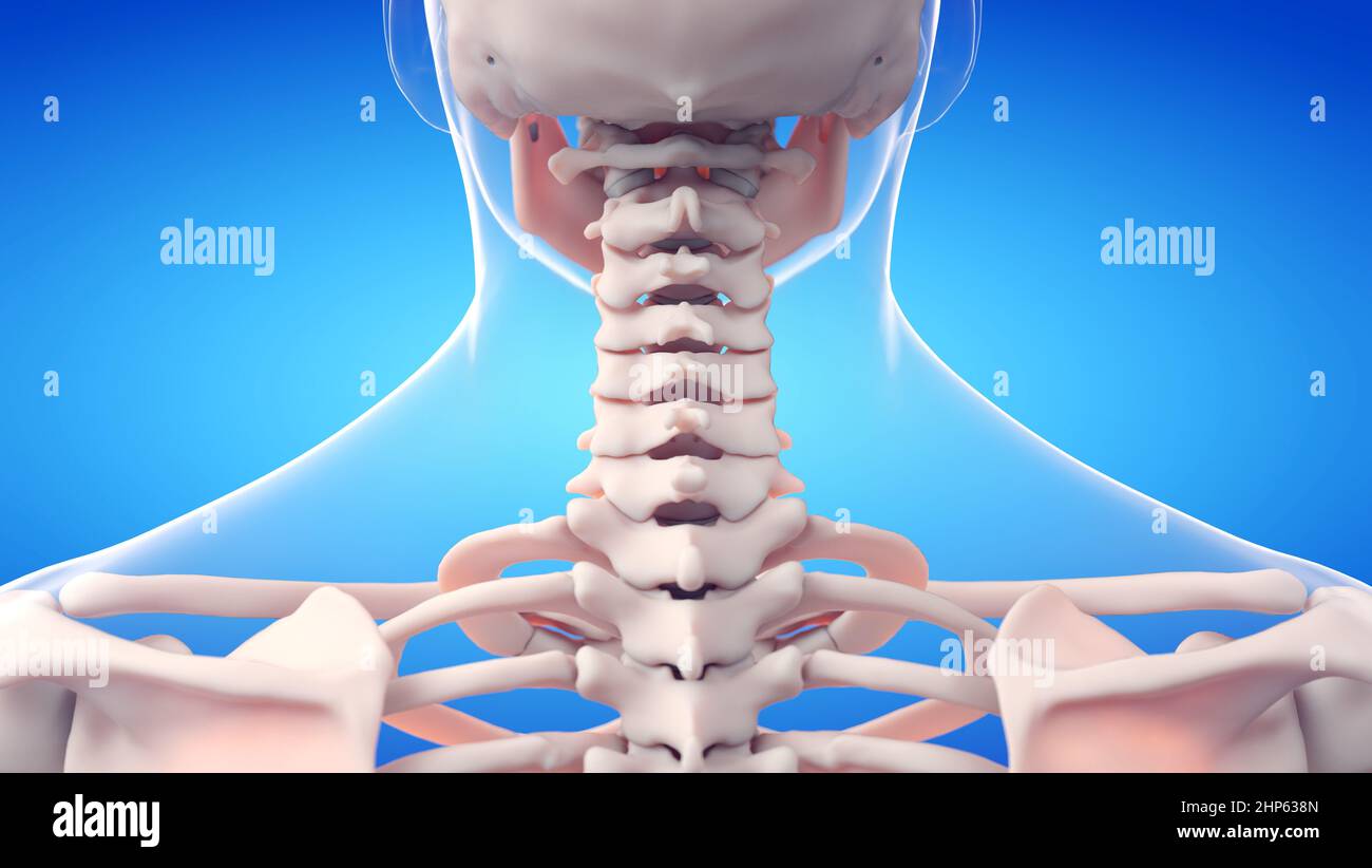 Cervical spine, illustration. Stock Photo