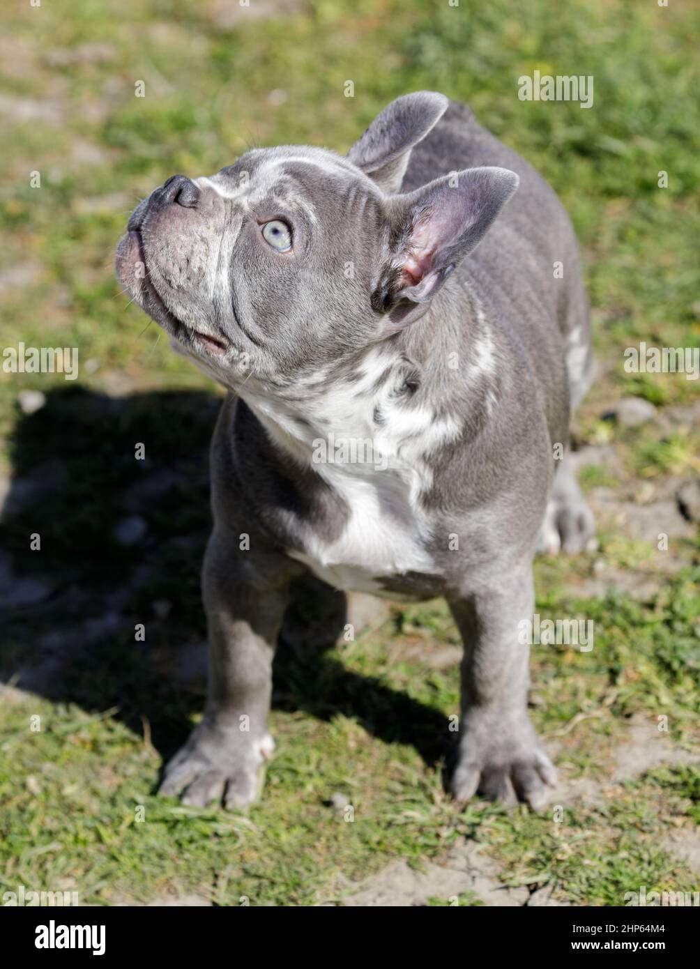 Bulldog frances lilac merle 2025
