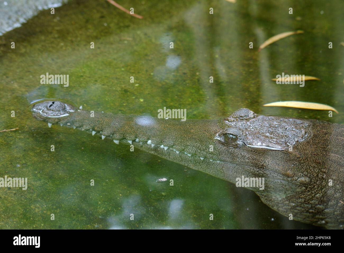Crocodile swimming in a pond Stock Photo Alamy