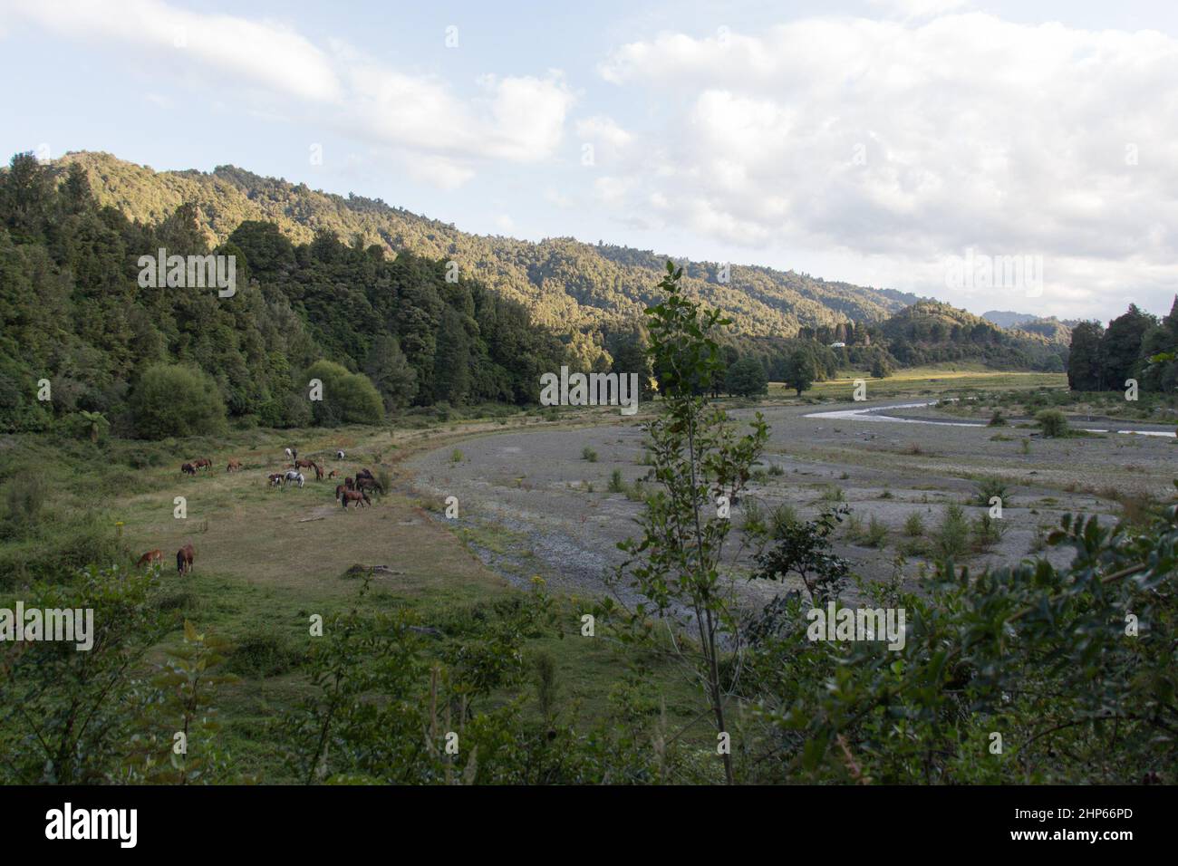 The view of picturesque landscape with Tauranga river in Matahi Valley, New Zealand. Stock Photo