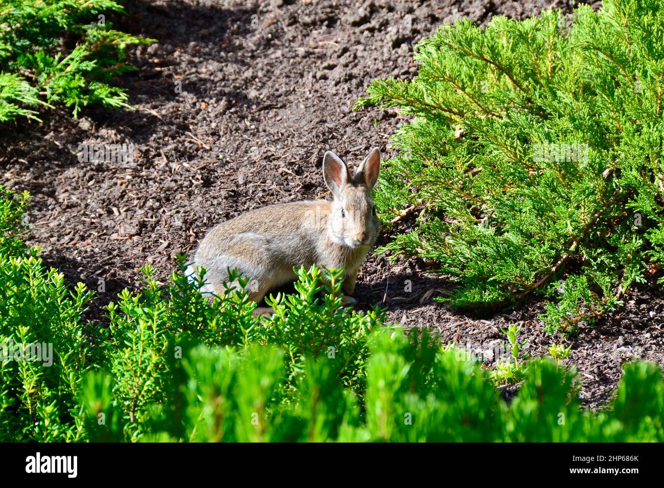 Locking eyes with wild rabbit foraging in garden during Summer Stock ...