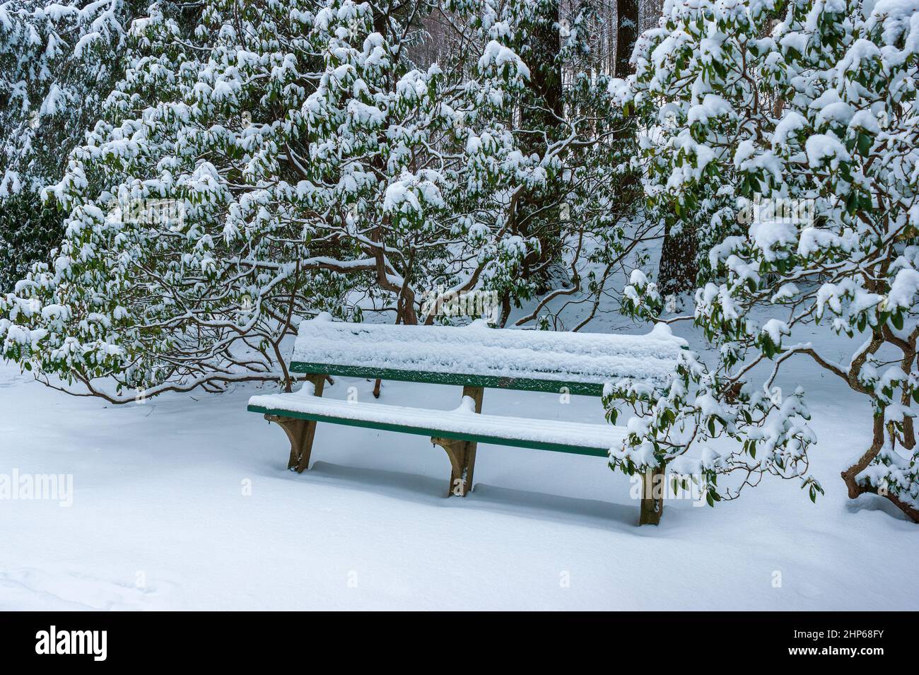 A snow-covered park bench among mountain laurel shrubs (Kalmia latifolia). Arnold Arboretum of Harvard University, Boston, Massachusetts Stock Photo