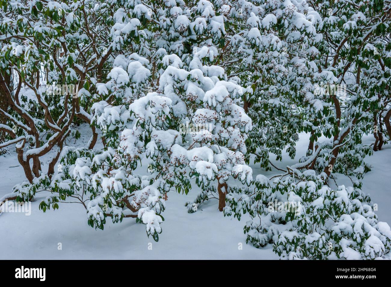 A thicket of snow-covered mountain laurel shrubs (Kalmia latifolia). Arnold Arboretum of Harvard University, Boston, Massachusetts Stock Photo