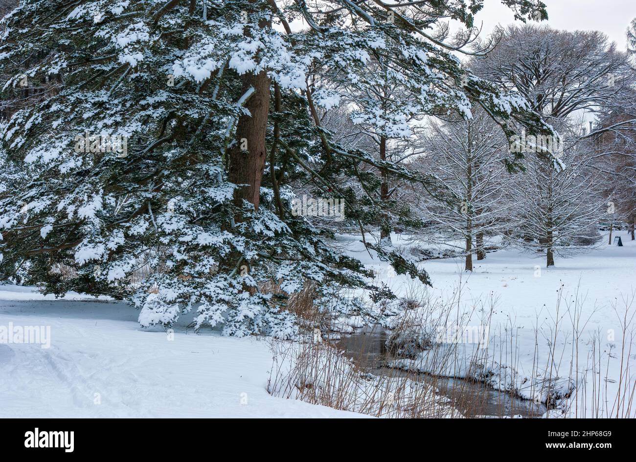A wintry landscape with a snow-covered Norway spruce (Picea abies) by a brook. Bald cypress (Taxodium distichum) in the back. Arnold Arboretum, Boston Stock Photo
