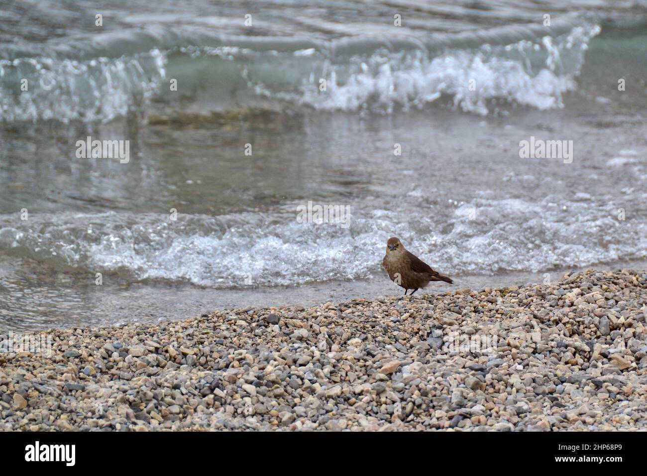 Small Brown Songbird Small Brown Songbird