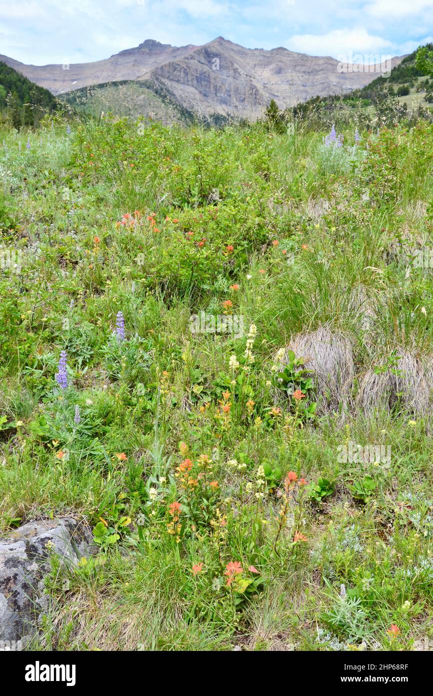 Assortment of colourful wildflowers with mountains on the horizon at