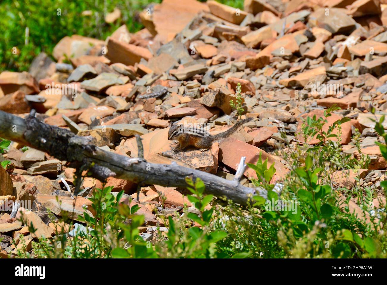 Chipmunk scurrying amongst red rock along hiking trail at Waterton ...