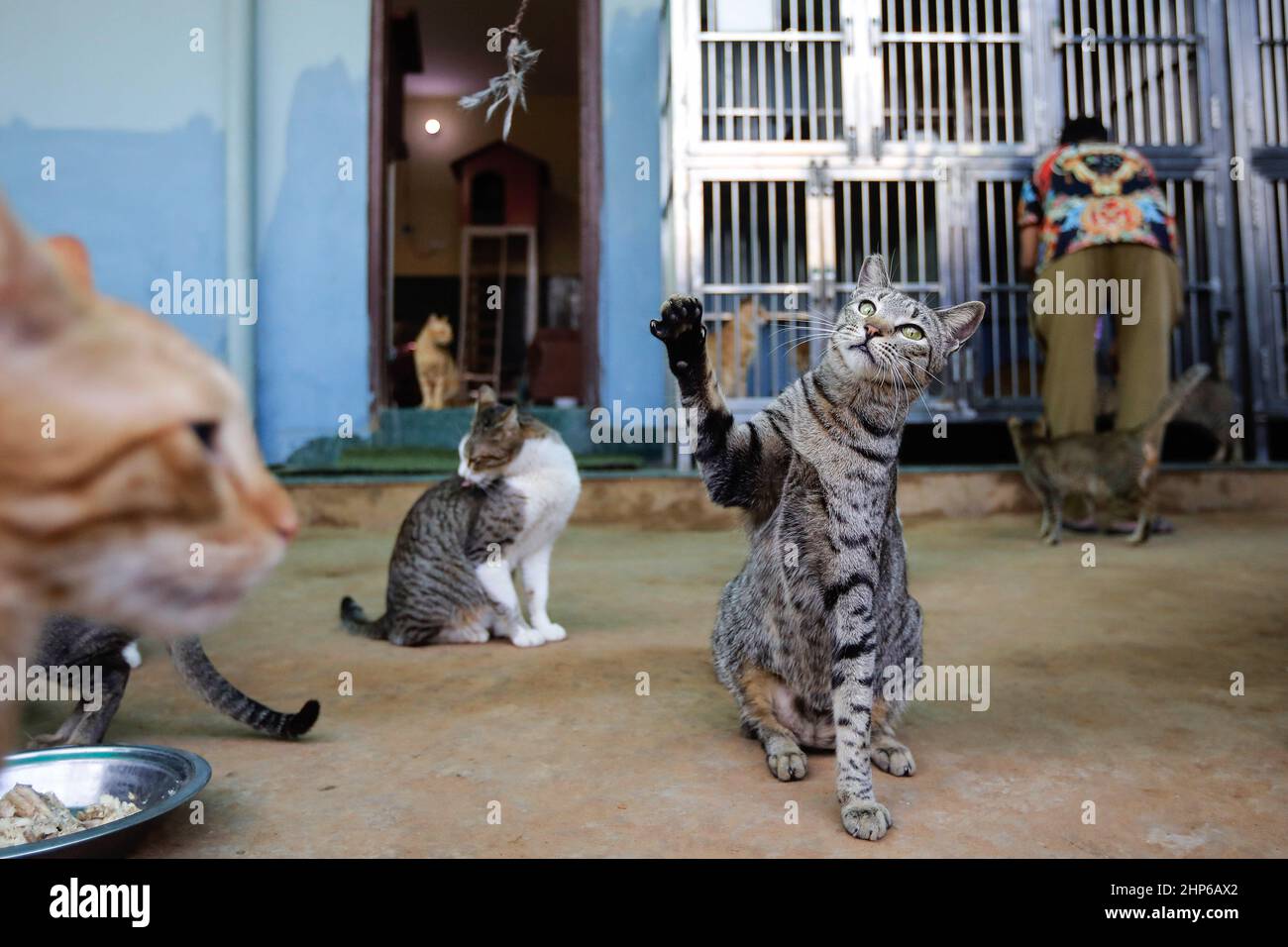 Gurugram, India. 17th Feb, 2022. Cats plays inside a rescue center at the Friendicoes lifetime care lifetime care sanctuary is located in Gurgaon city of northern India's Haryana state. It is Gurugram, India. 17th Feb, 2022. Cats plays inside a rescue center at the Friendicoes lifetime care lifetime care sanctuary is located in Gurgaon city of northern India's Haryana state. It is