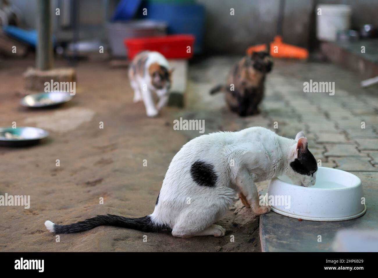 A cat drinks water inside a rescue center at the Friendicoes lifetime care lifetime care fFriendicoes lifetime care sanctuary is located in Gurgaon city of northern India's Haryana state. It is A cat drinks water inside a rescue center at the Friendicoes lifetime care lifetime care fFriendicoes lifetime care sanctuary is located in Gurgaon city of northern India's Haryana state. It is