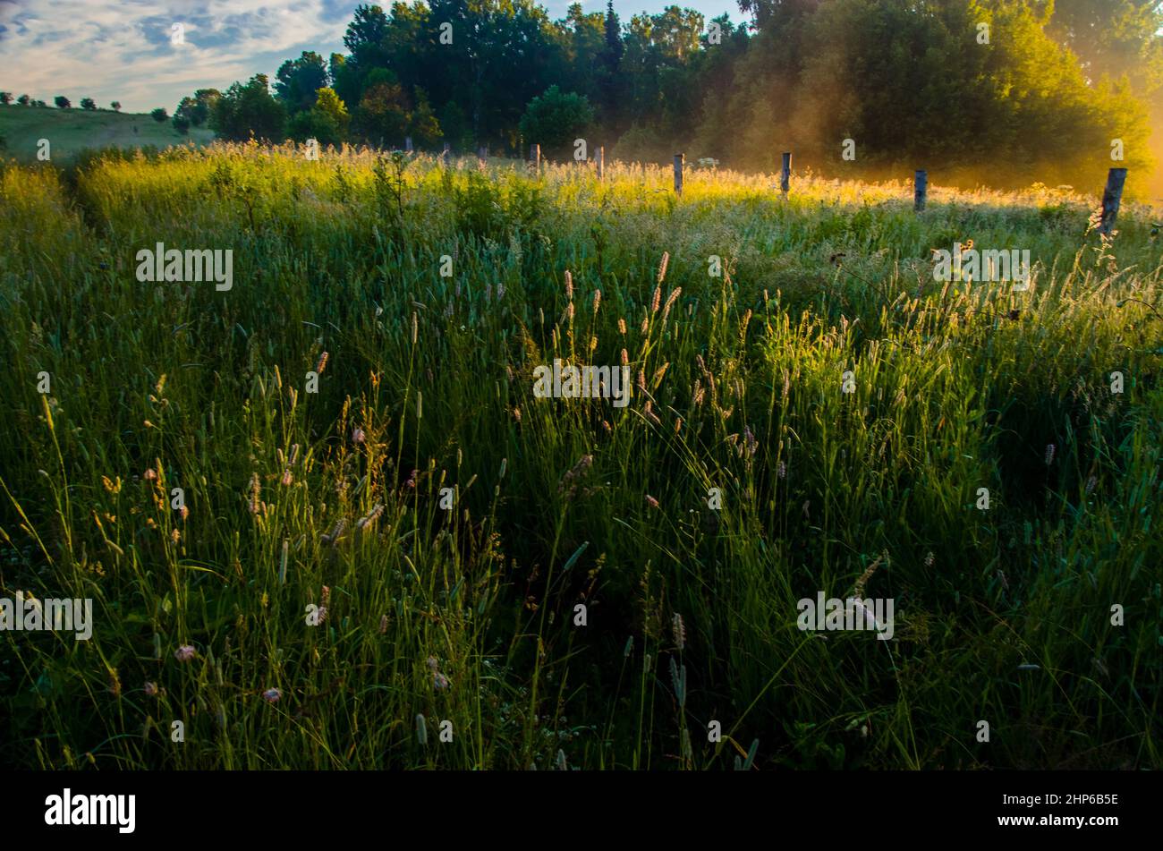 thick morning fog covers the green juicy forest Stock Photo - Alamy