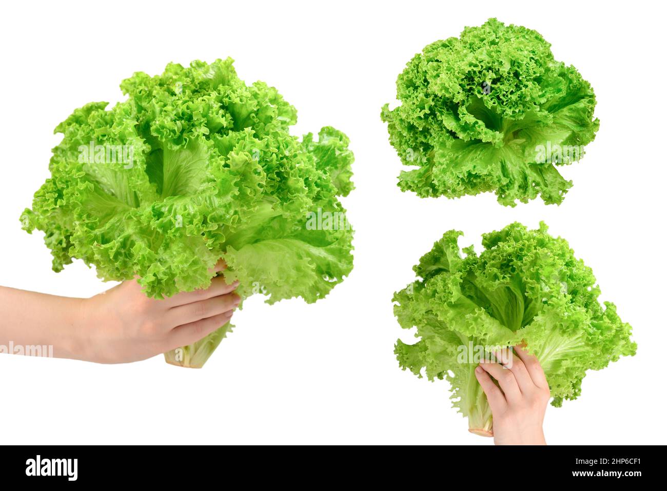 Iceberg lettuce in woman hands isolated on white background. Stock Photo