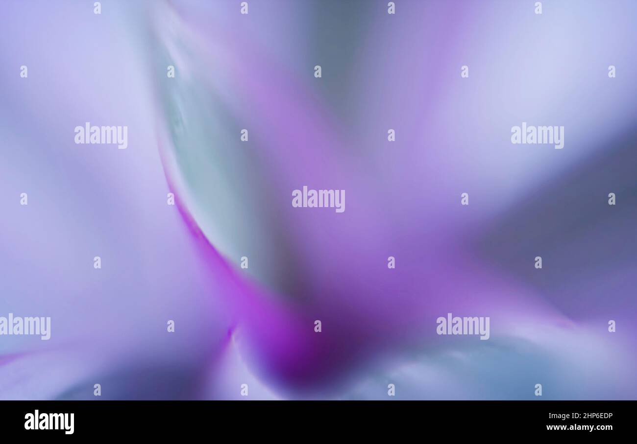 Iridescent bright purple-green background. Blur all over the photo Stock Photo