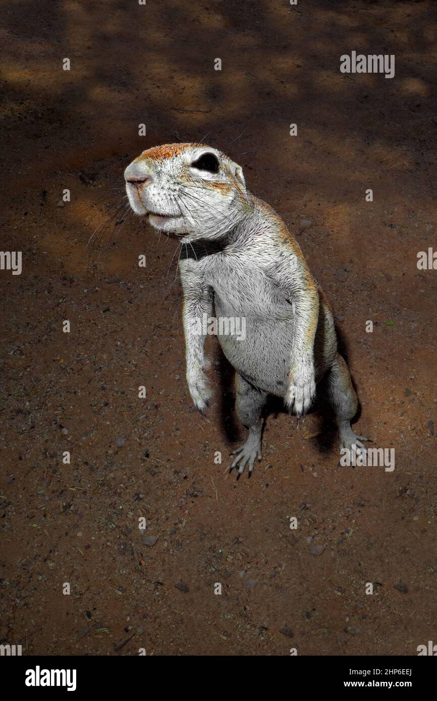 Inquisitive ground squirrel (Xerus inaurus) standing on hind legs, Kalahari desert, South Africa Stock Photo