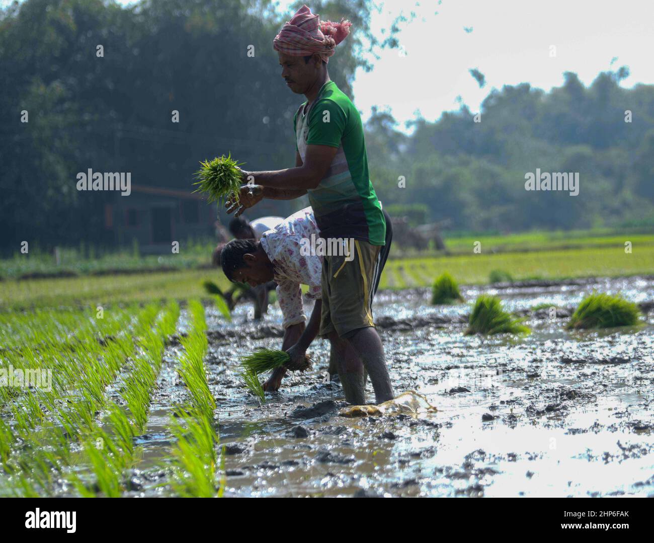 Rice planting,Kamar para,Bardhman dist. West Bengal,India Stock Photo -  Alamy