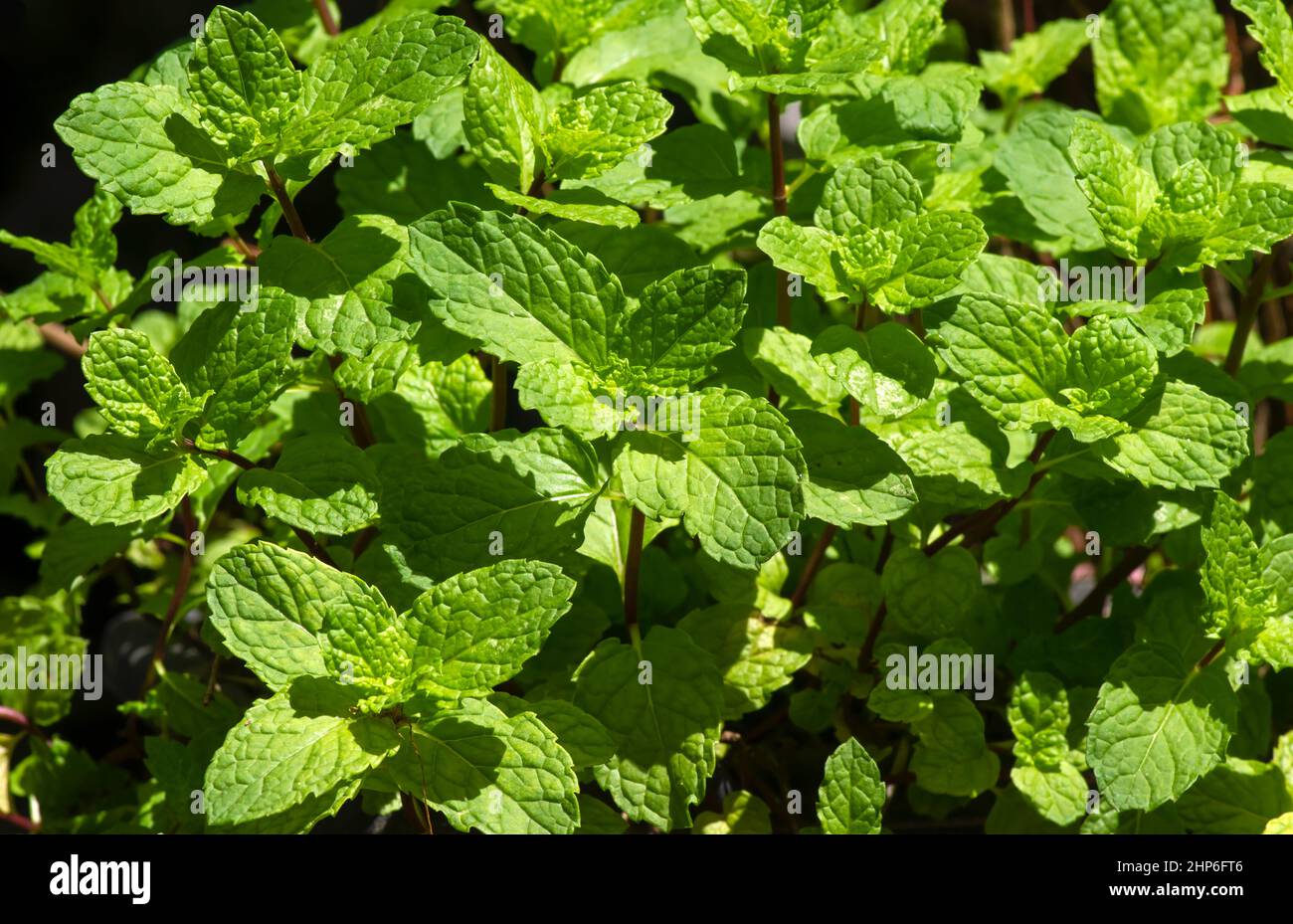 Mint leaves (Mentha piperita L) thrive in the garden, have many health