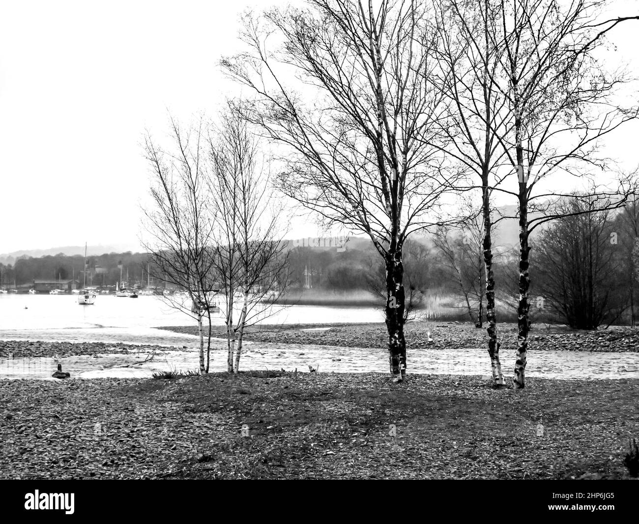 Birch trees on the shore of Coniston Waters, one of the large lakes of the Lake District in the UK Stock Photo