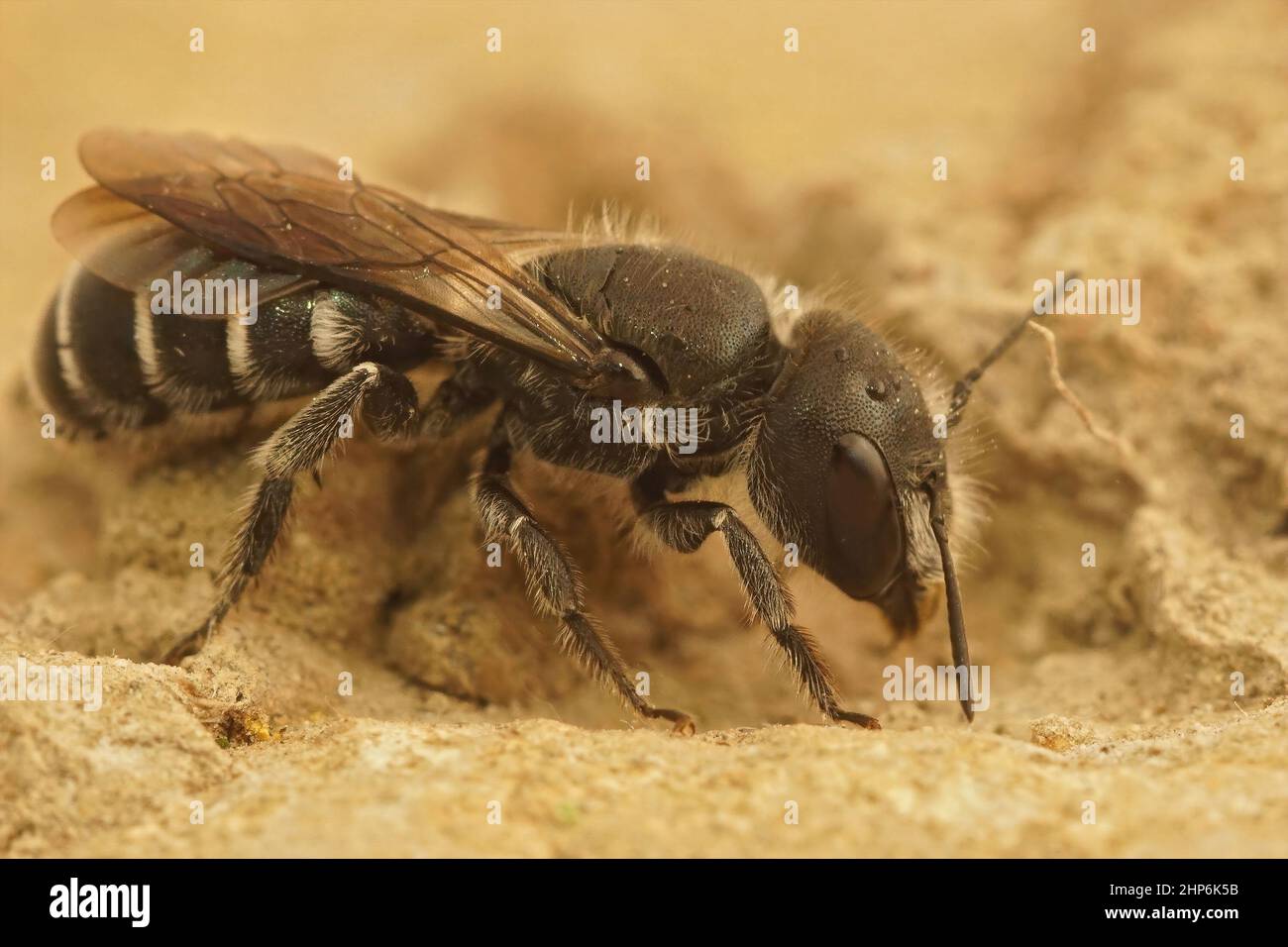 Closeup on a male of lesser known darker mason bees from the Gard, Osmia cephalotes from Southern France Stock Photo