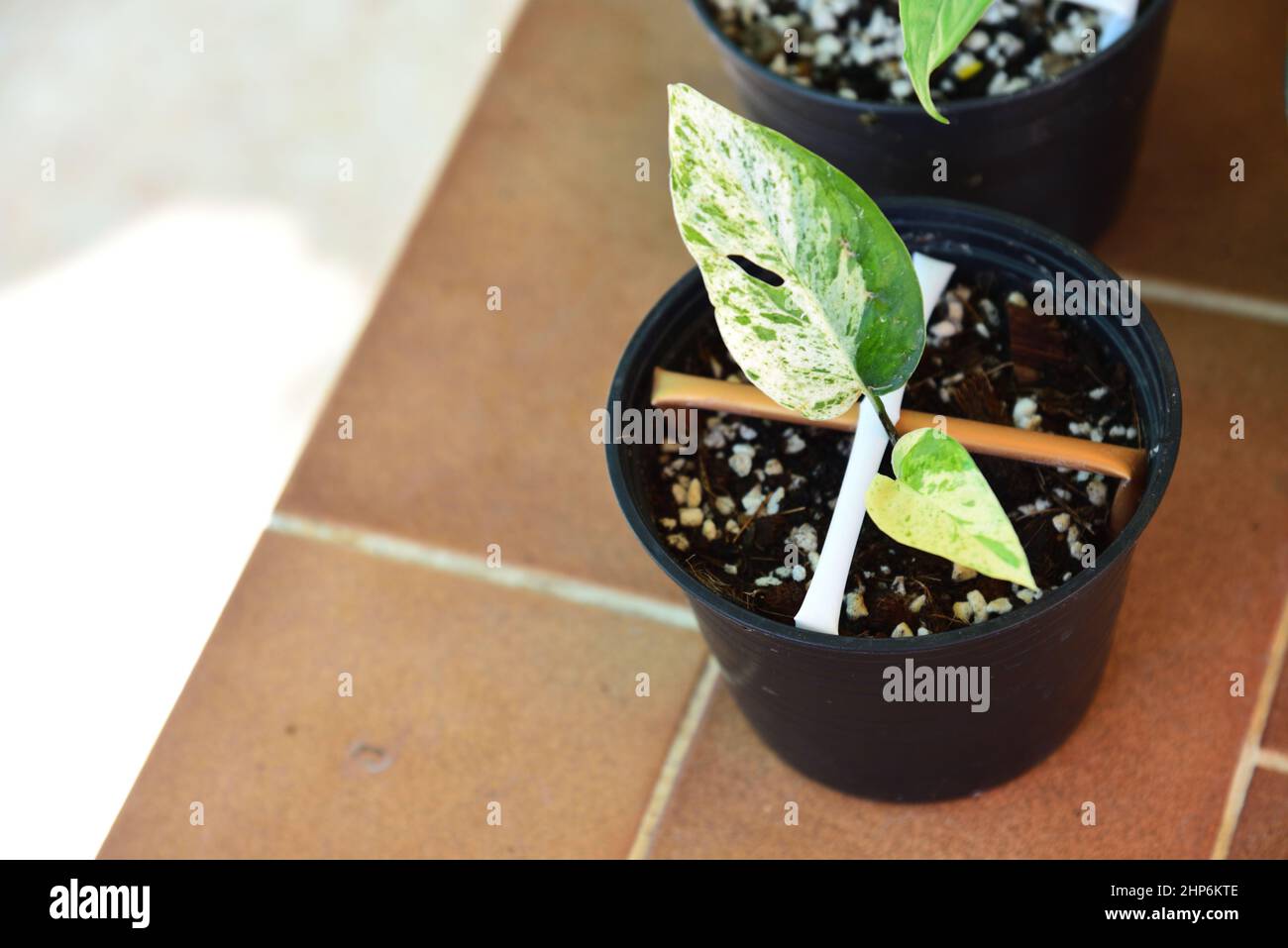 Fresh Leaf of epipremnum pinnatum marble plant in a pot Stock Photo Alamy