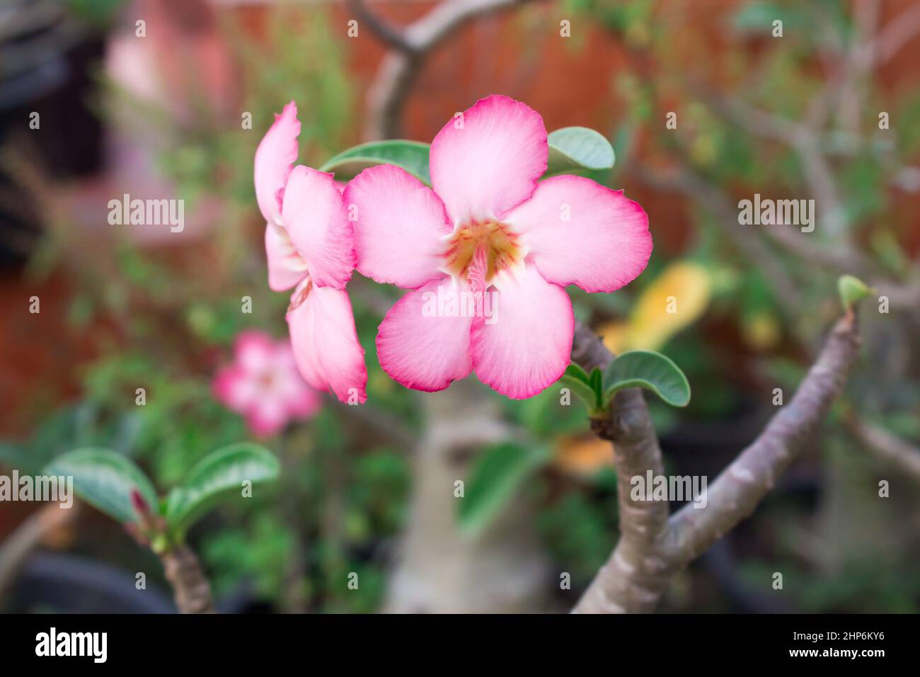 Flowers of an azalea of salmon color close up Stock Photo