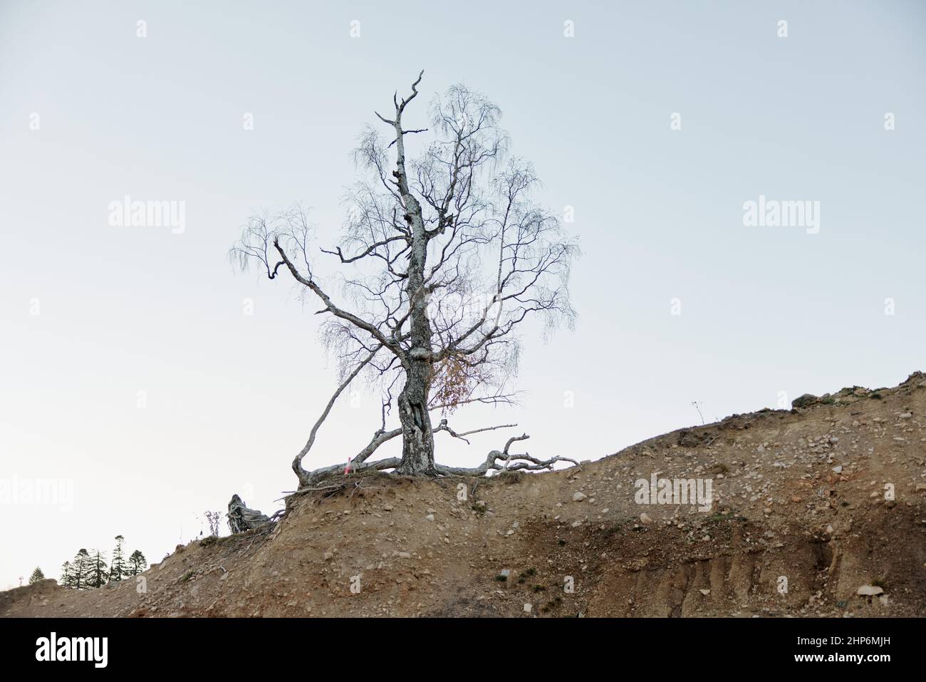 Tree without leaves mountains landscape sky travel Stock Photo Alamy