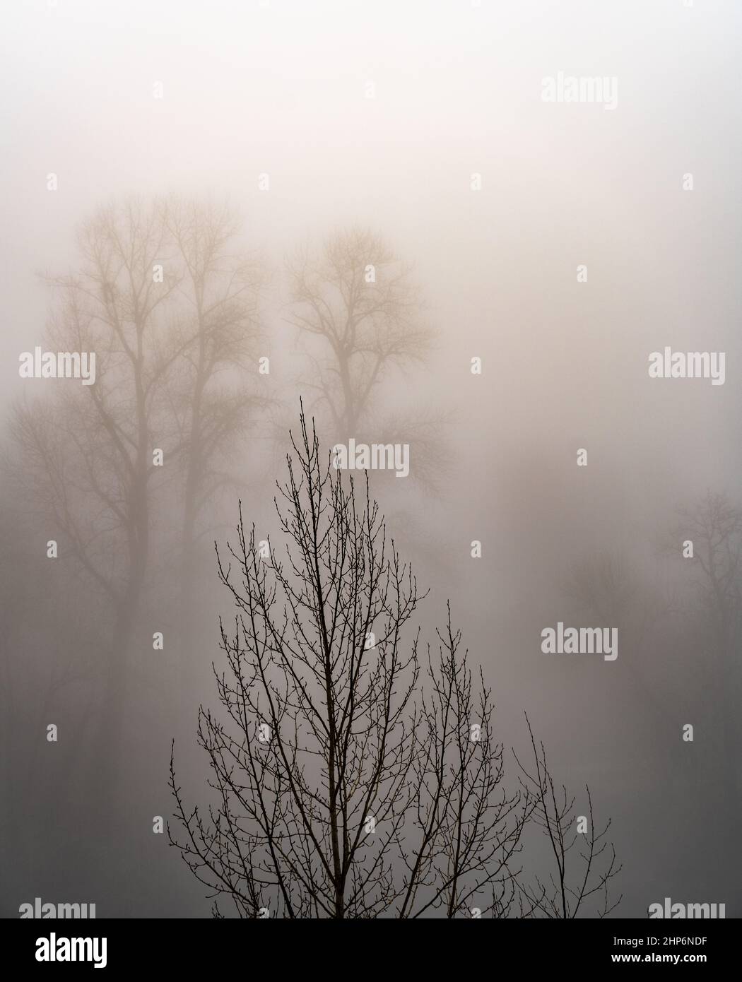 Vertical eerie view of the trees in the foggy forest Stock Photo - Alamy